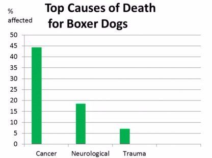 Why Boxer dogs don't live long
